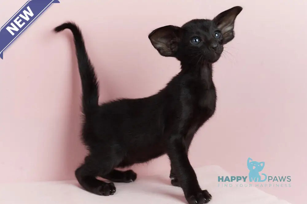 Jackpot Oriental Shorthair male black live animals