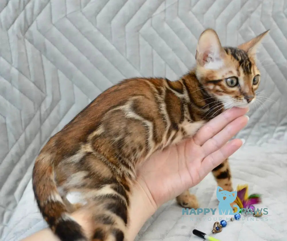 Jackson Bengal male black spotted tabby live animals
