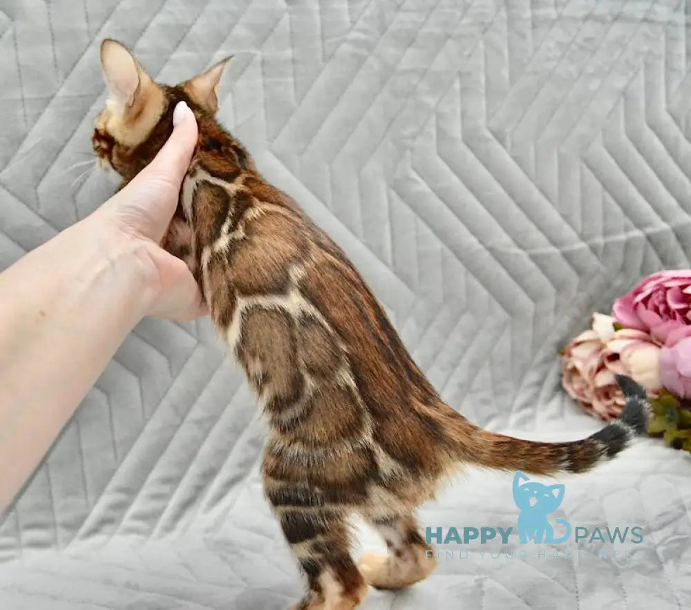 Jackson Bengal male black spotted tabby live animals
