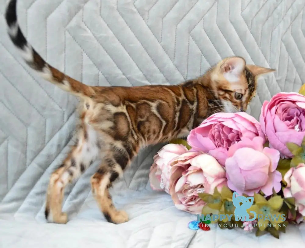 Jackson Bengal male black spotted tabby live animals
