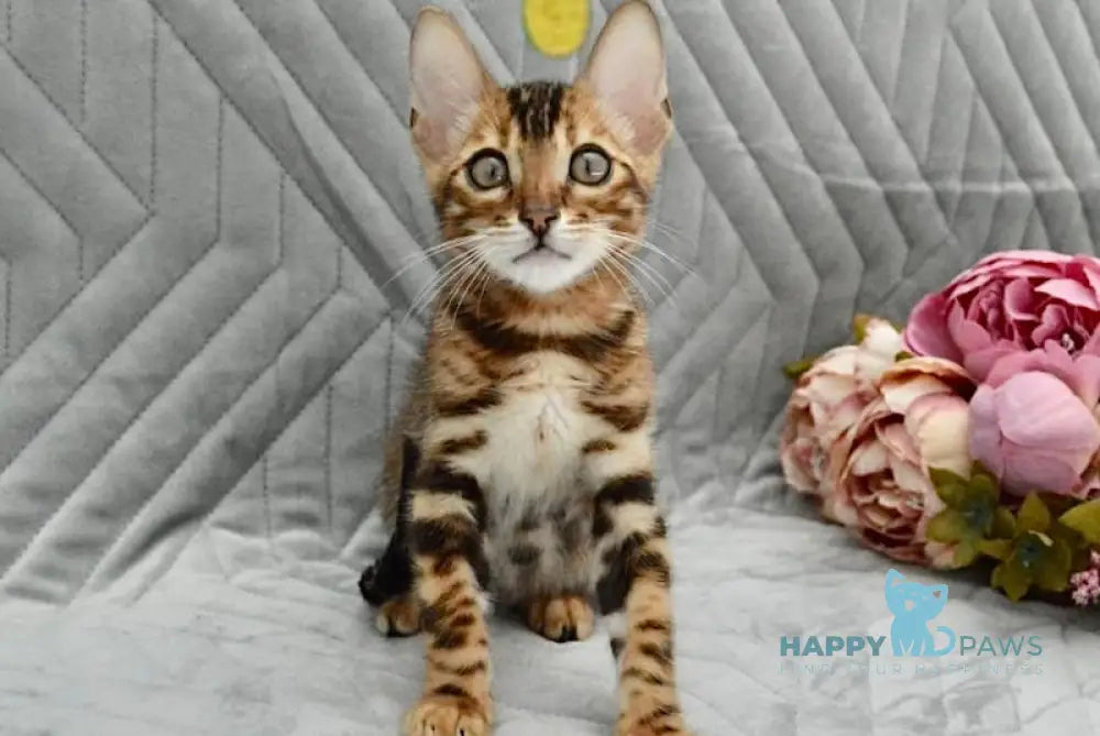 Jackson Bengal male black spotted tabby live animals
