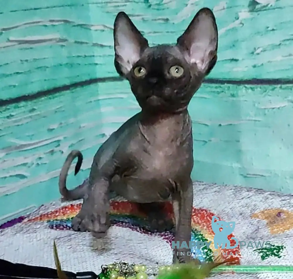 Jackson Canadian Sphynx male black live animals