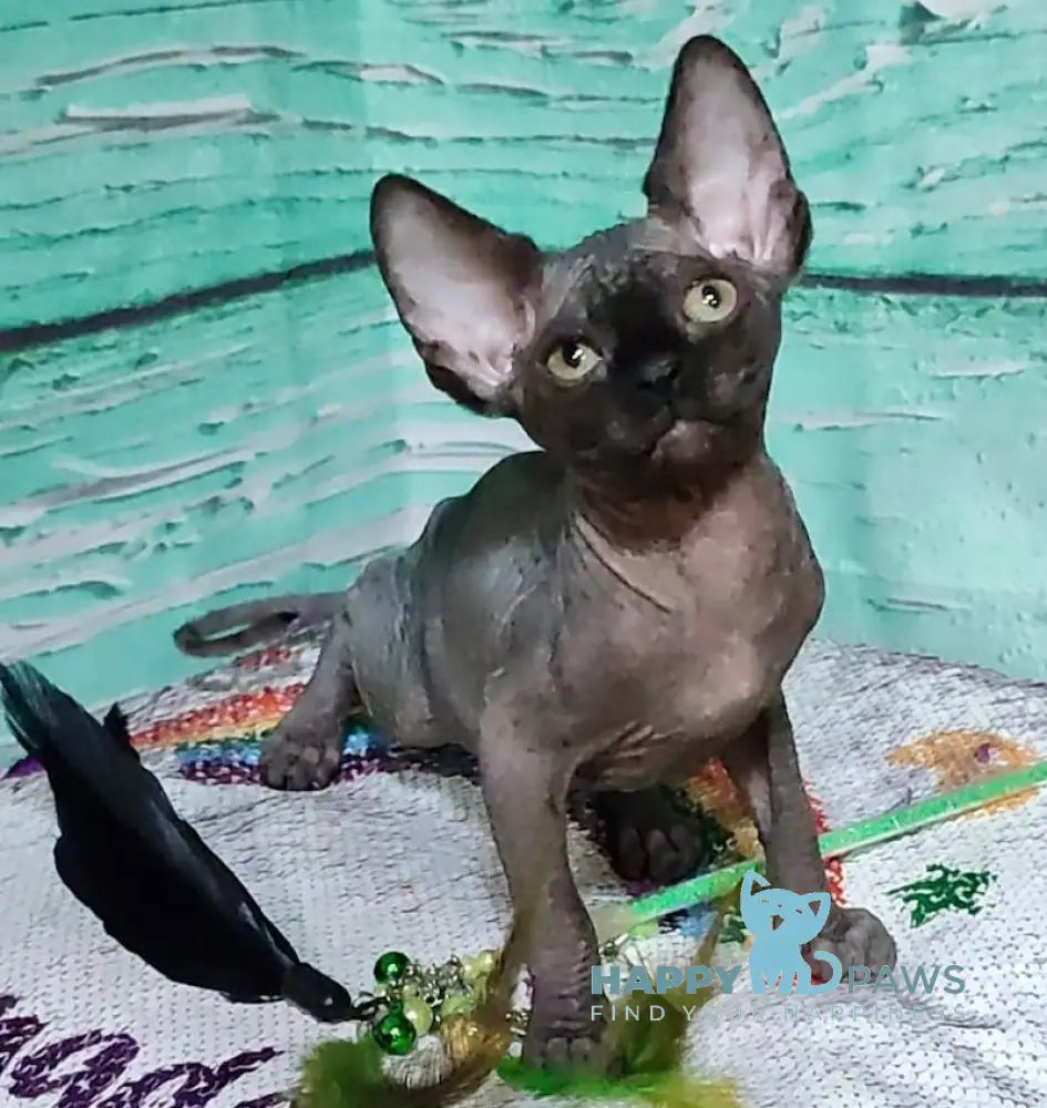 Jackson Canadian Sphynx male black live animals