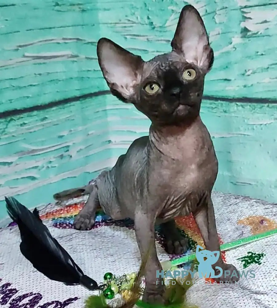 Jackson Canadian Sphynx male black live animals