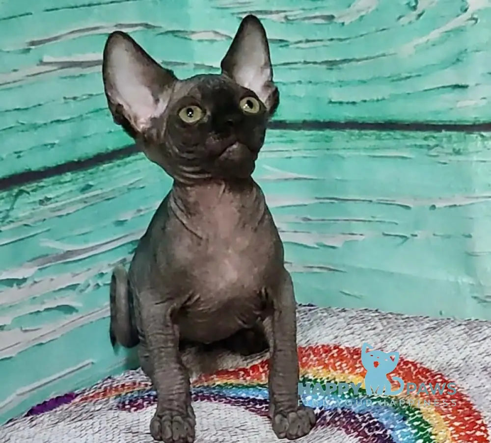 Jackson Canadian Sphynx male black live animals