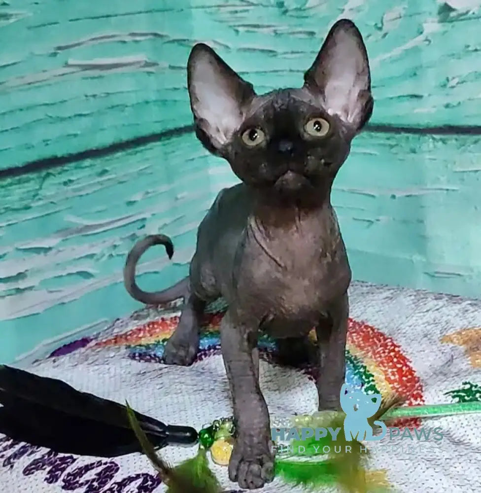 Jackson Canadian Sphynx male black live animals