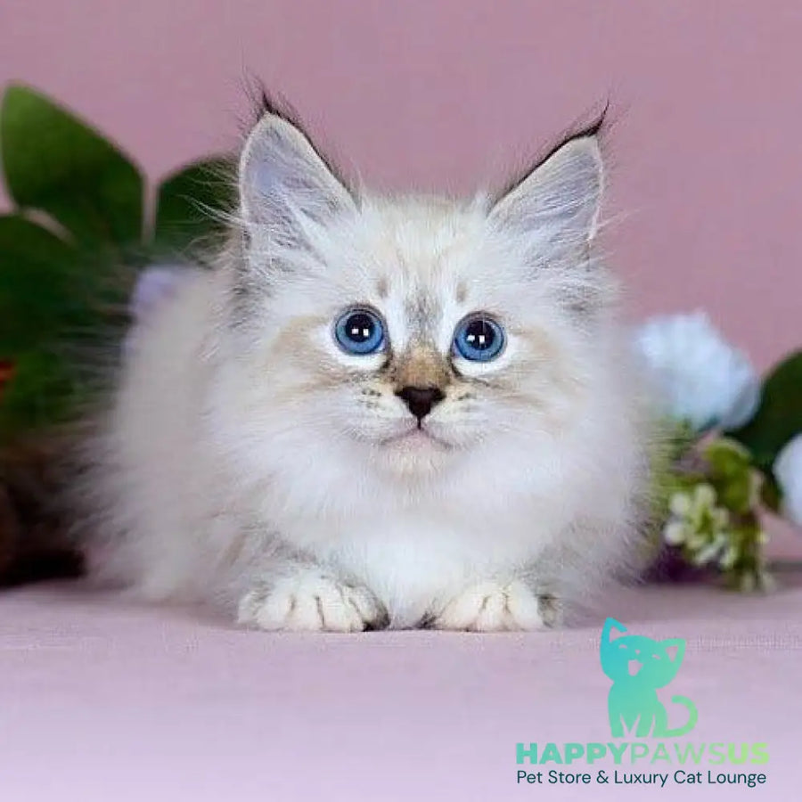 Jackson Siberian male black with white tabby pointed - live animals