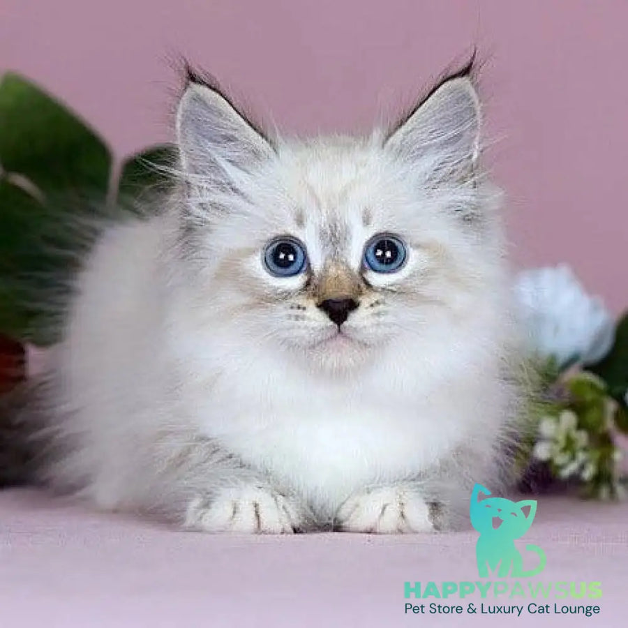 Jackson Siberian male black with white tabby pointed - live animals