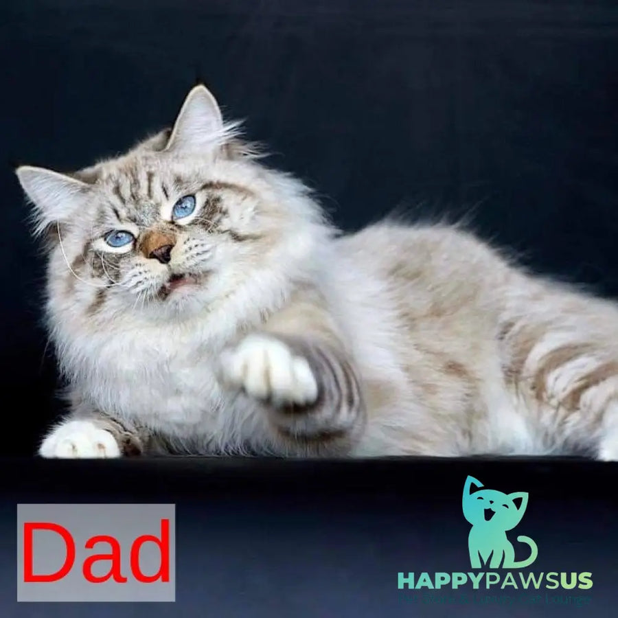 Jackson Siberian male black with white tabby pointed - live animals