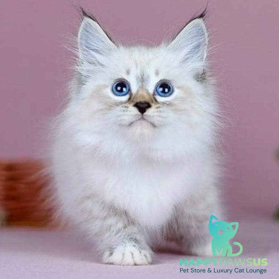 Jackson Siberian male black with white tabby pointed - live animals