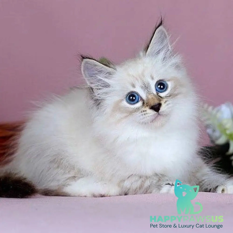 Jackson Siberian male black with white tabby pointed - live animals