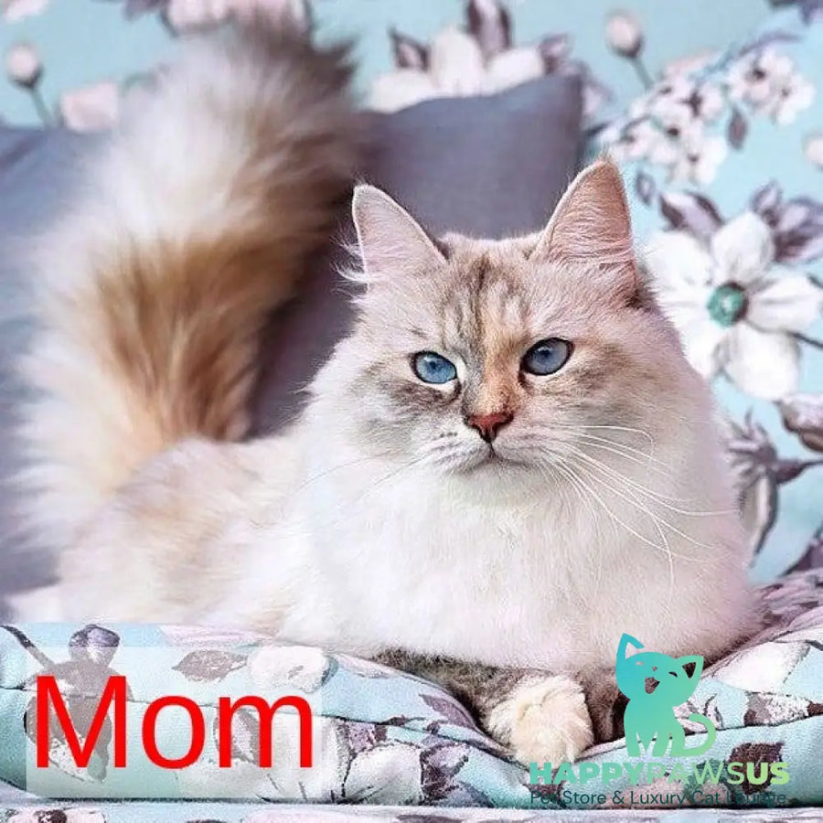 Jackson Siberian male black with white tabby pointed - live animals