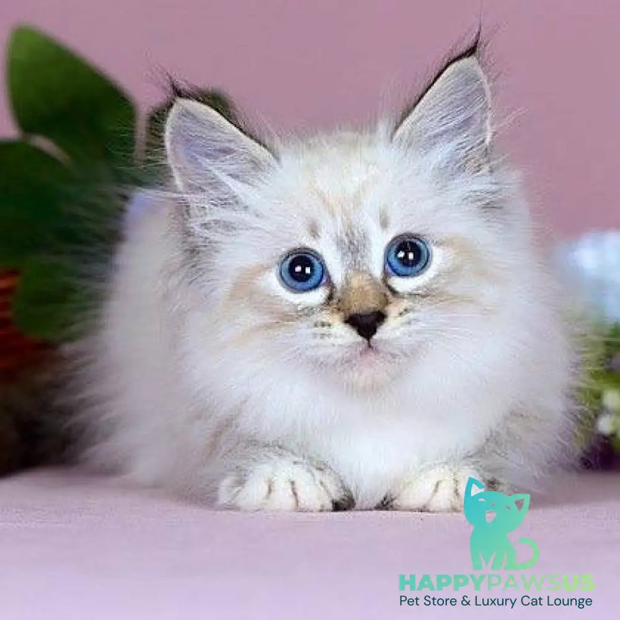 Jackson Siberian male black with white tabby pointed - live animals