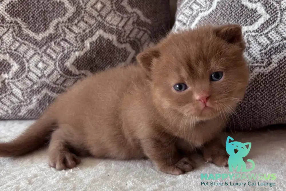 Jacky British Shorthair male cinnamon - live animals