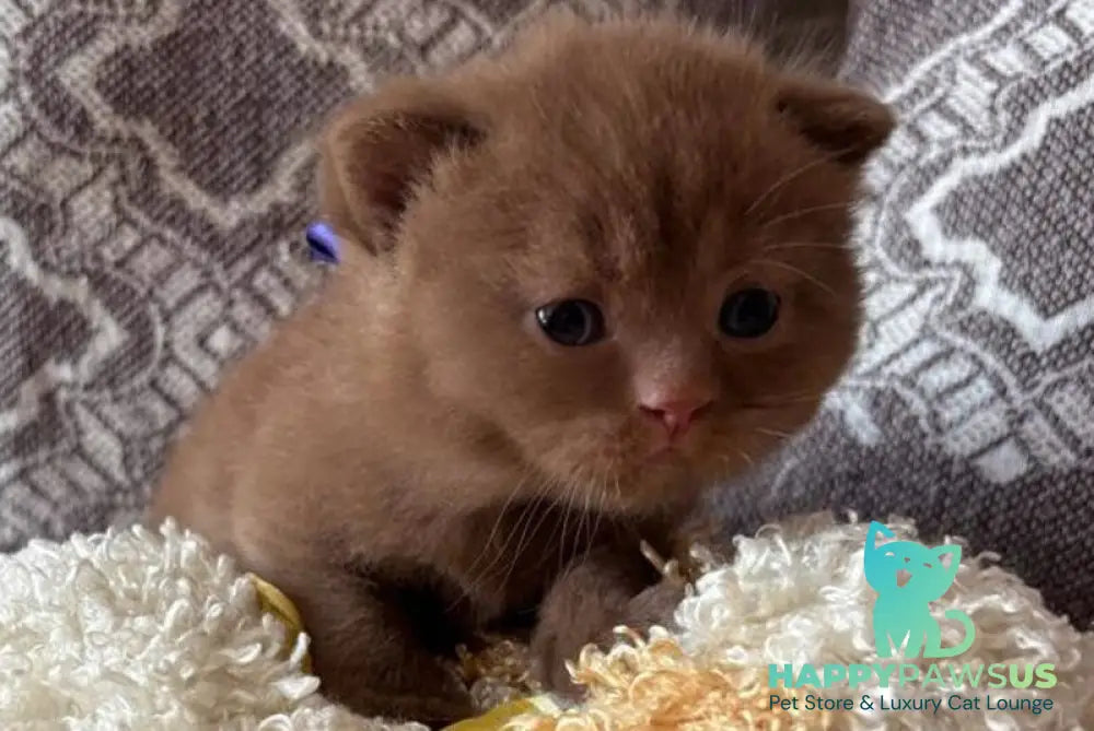 Jacky British Shorthair male cinnamon - live animals