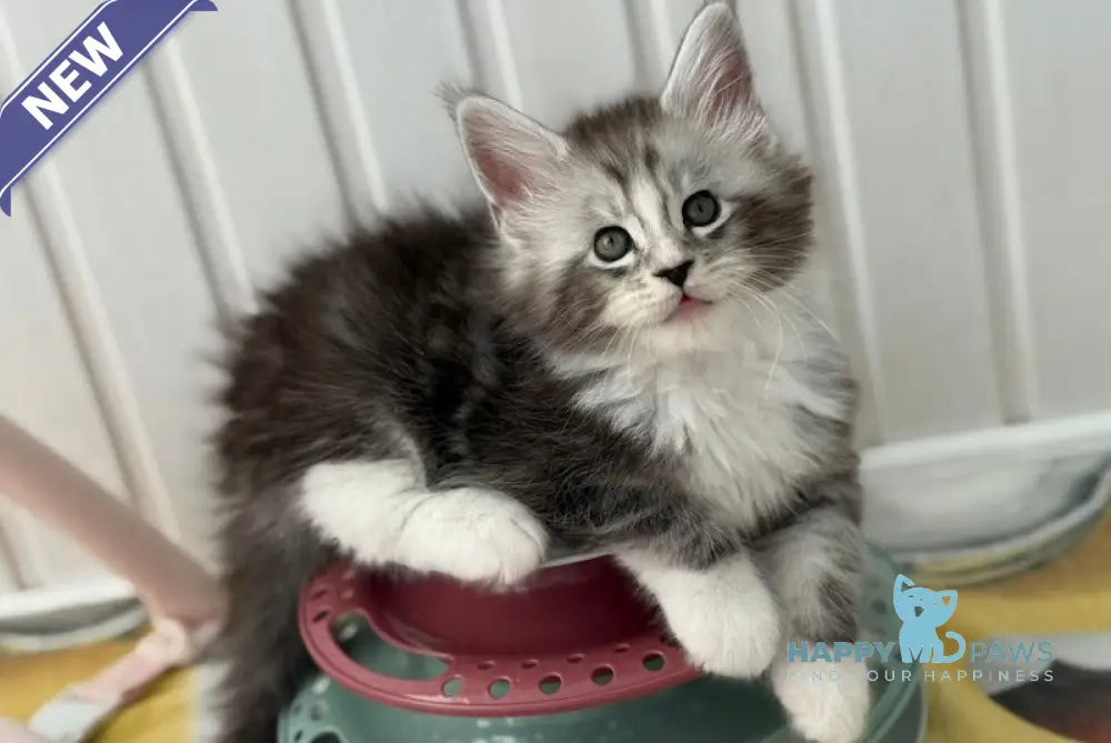 Jacky Maine Coon male black silver spotted tabby bicolour live animals