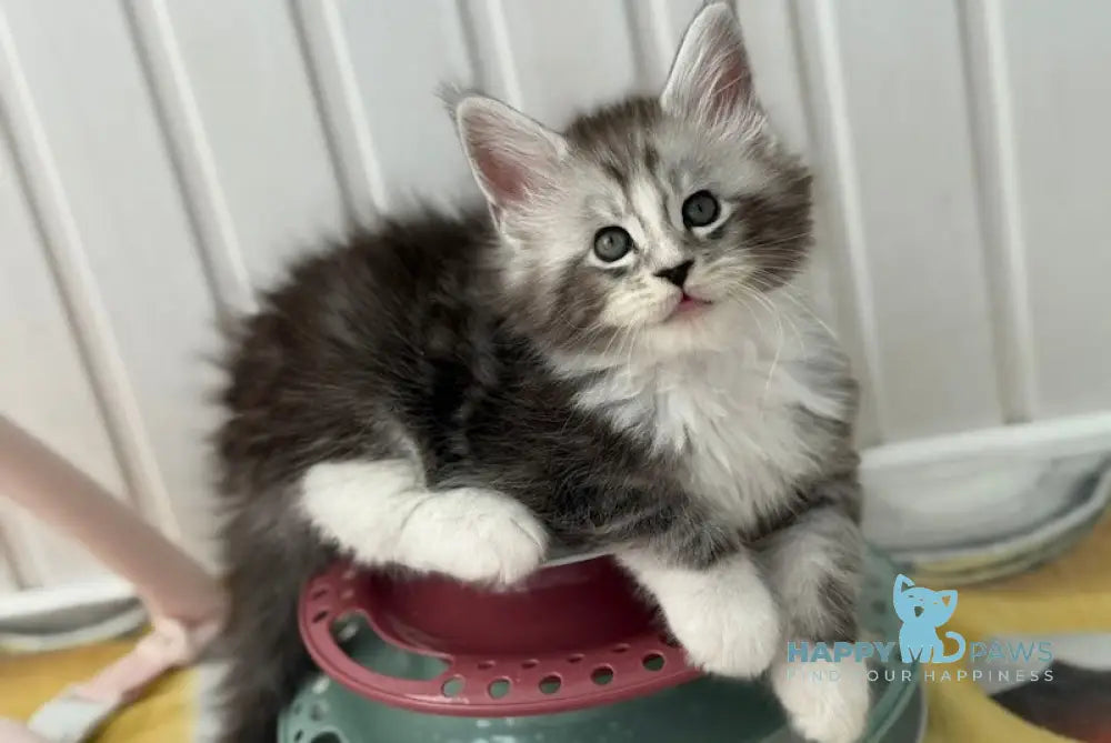 Jacky Maine Coon male black silver spotted tabby bicolour live animals