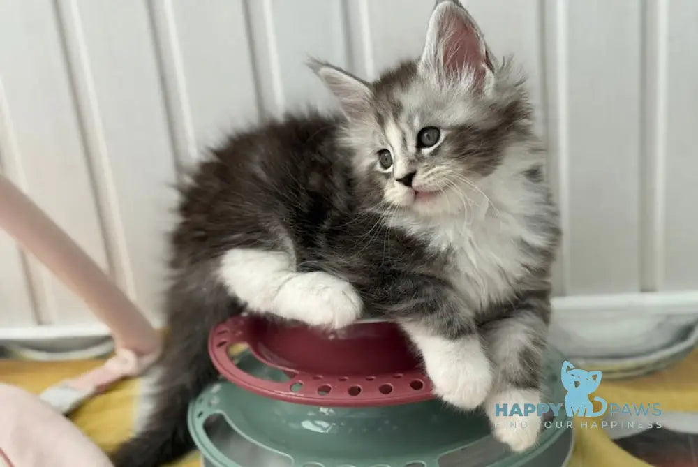 Jacky Maine Coon male black silver spotted tabby bicolour live animals