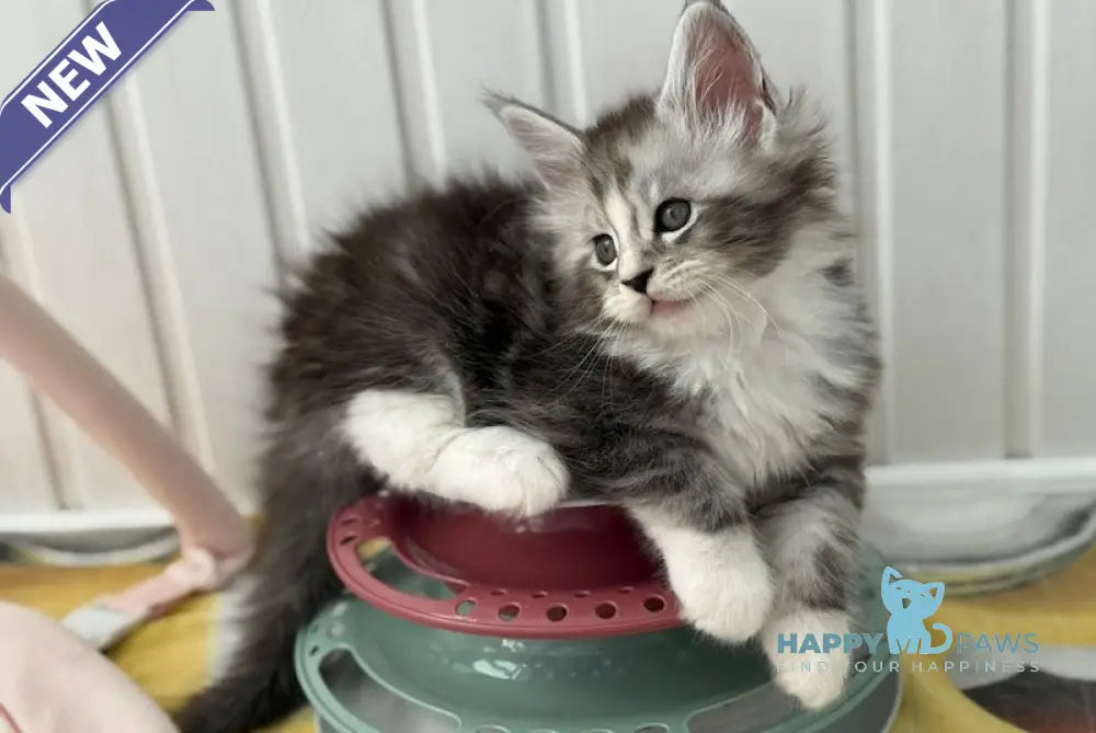 Jacky Maine Coon male black silver spotted tabby bicolour live animals