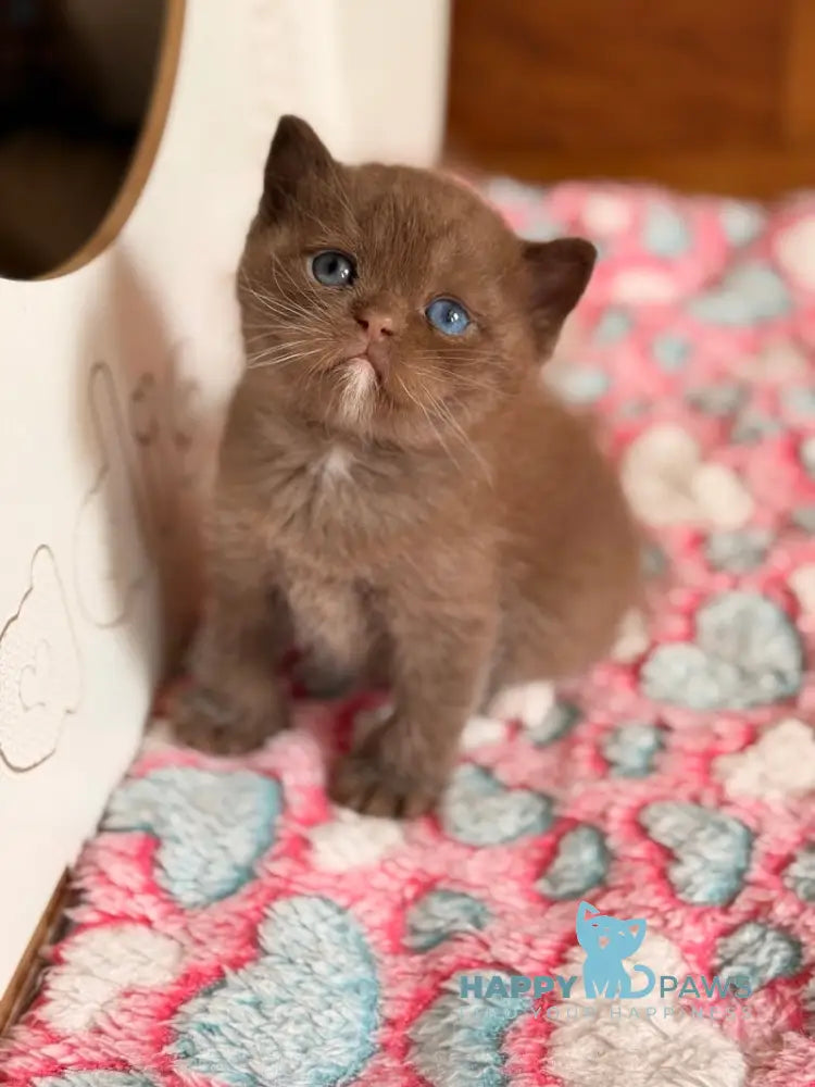 Jacob British Shorthair male chocolate with white - live animals