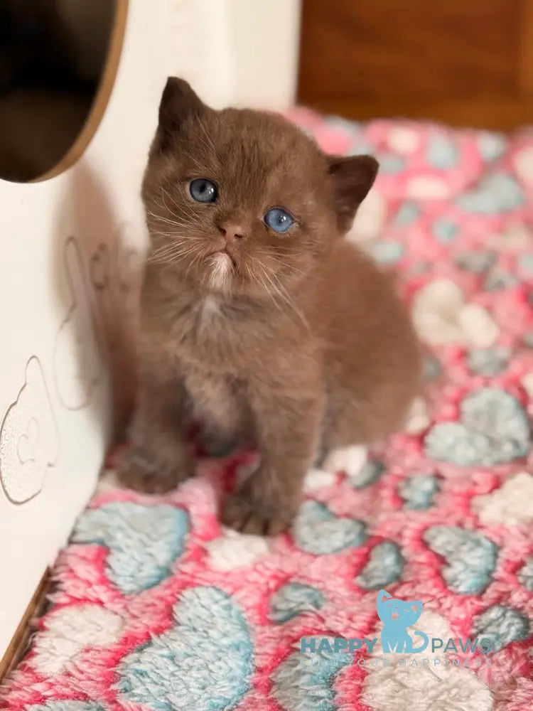 Jacob British Shorthair male chocolate with white - live animals