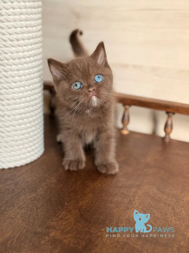 Jacob British Shorthair male chocolate with white - live animals