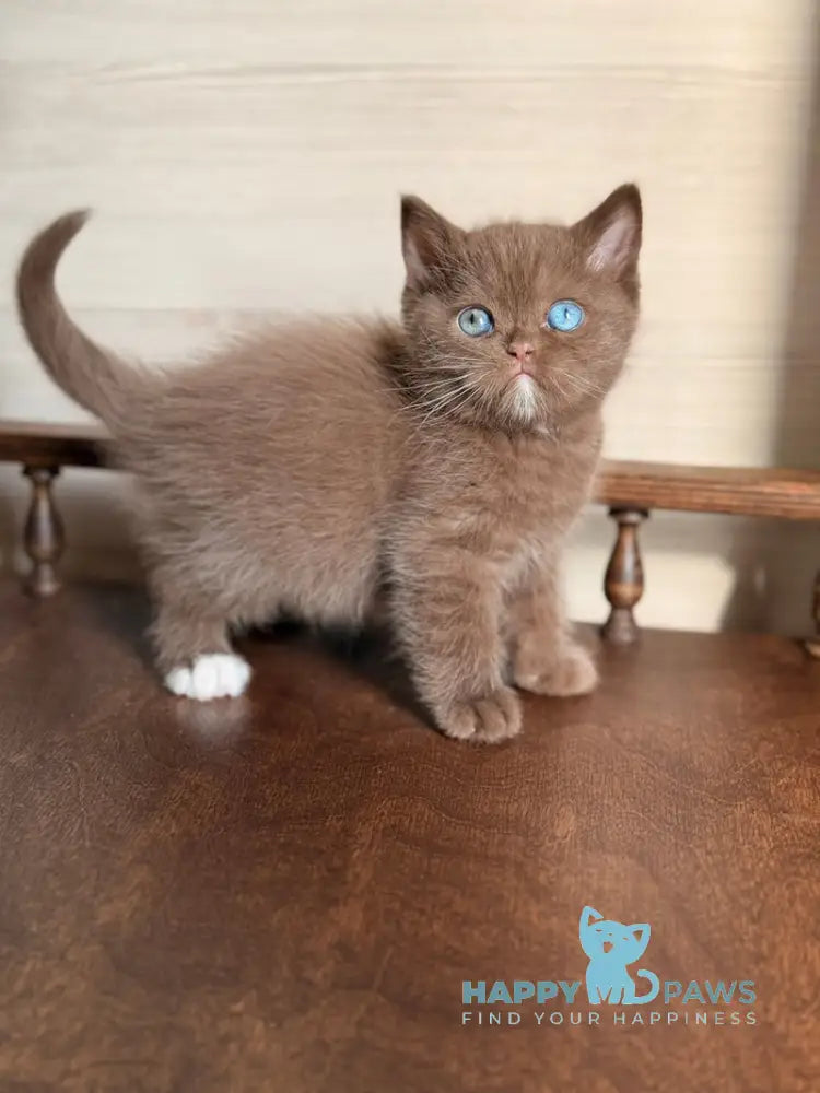 Jacob British Shorthair male chocolate with white - live animals