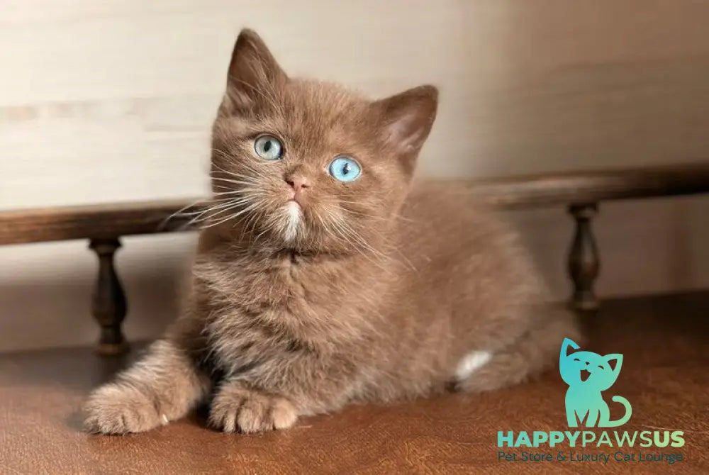 Jacob British Shorthair male chocolate with white - live animals