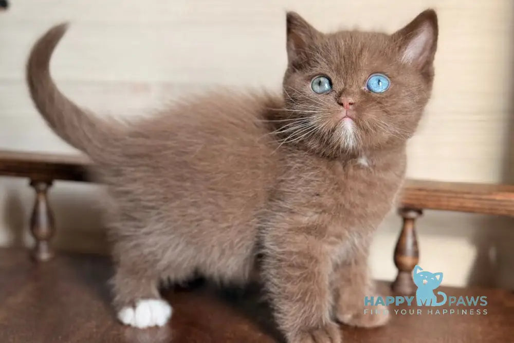 Jacob British Shorthair male chocolate with white - live animals