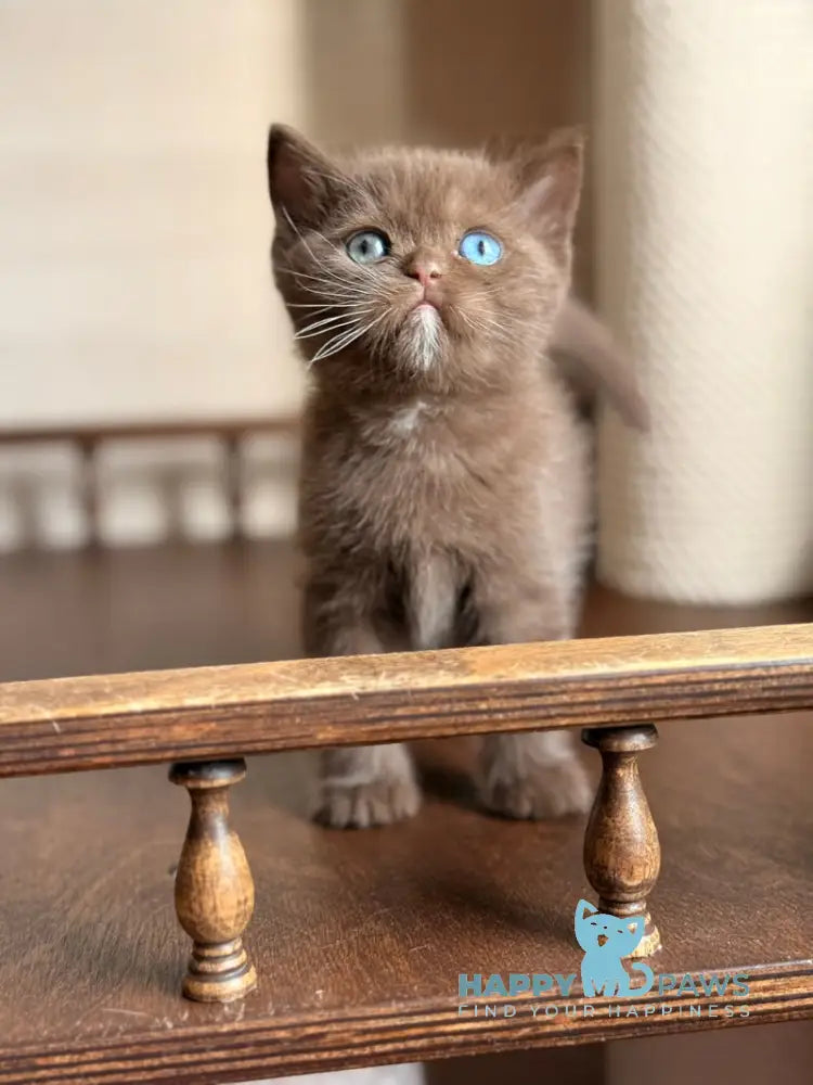 Jacob British Shorthair male chocolate with white - live animals