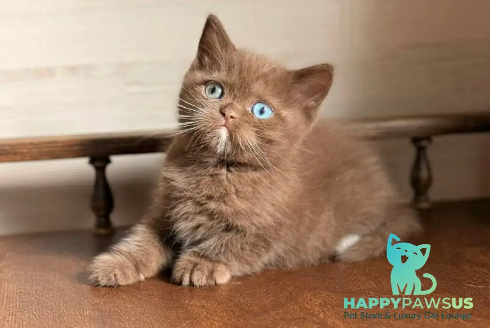 Jacob British Shorthair male chocolate with white - live animals