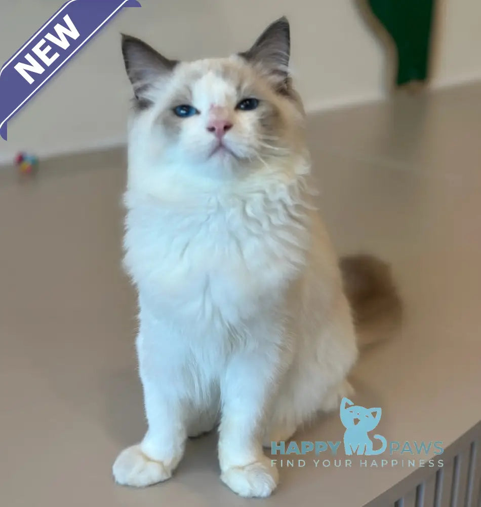 Jacob Ragdoll male blue bicolour live animals