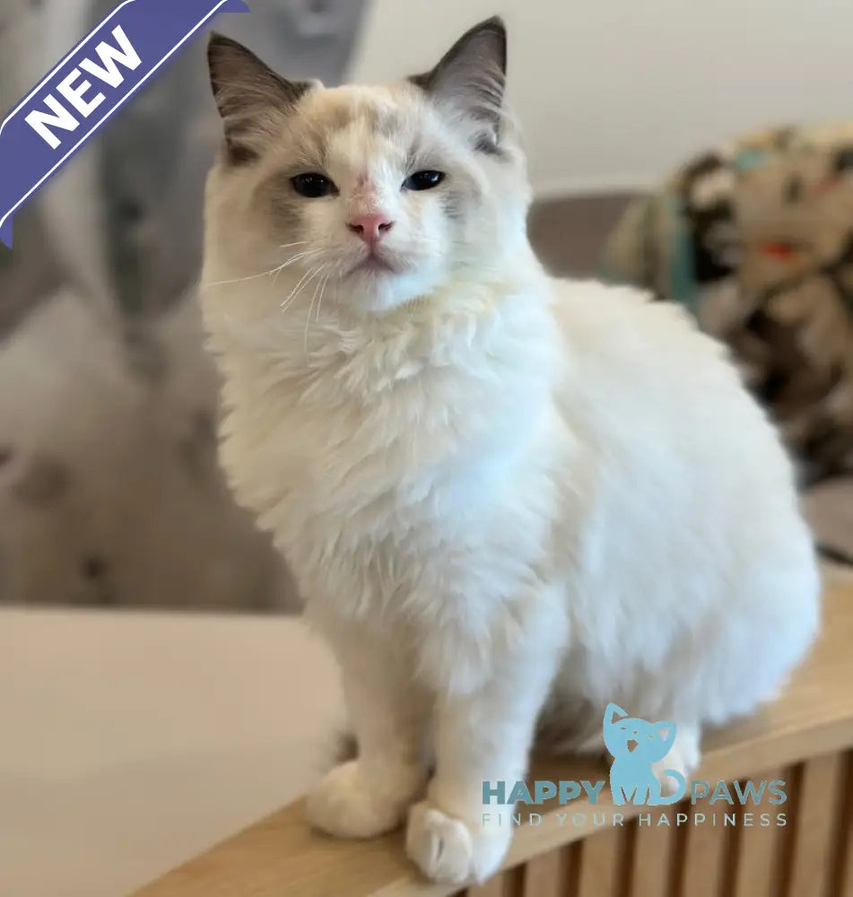 Jacob Ragdoll male blue bicolour live animals