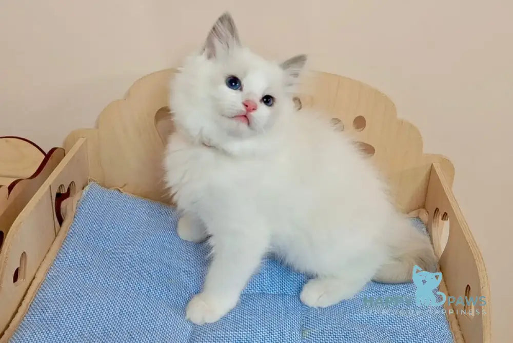Jacob Ragdoll male blue bicolour live animals