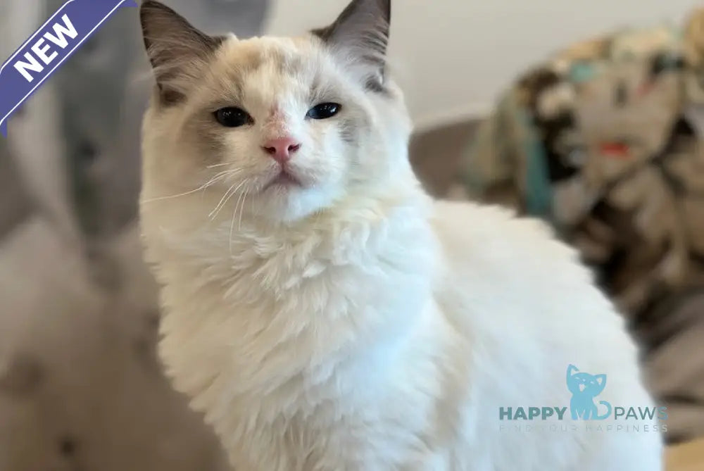 Jacob Ragdoll male blue bicolour live animals