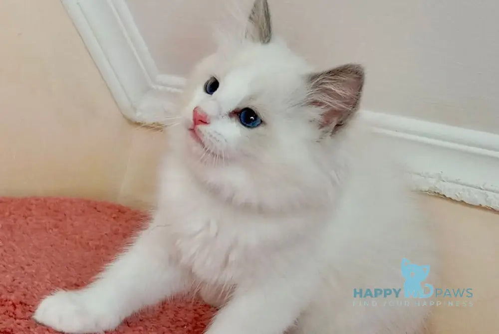 Jacob Ragdoll male blue bicolour live animals