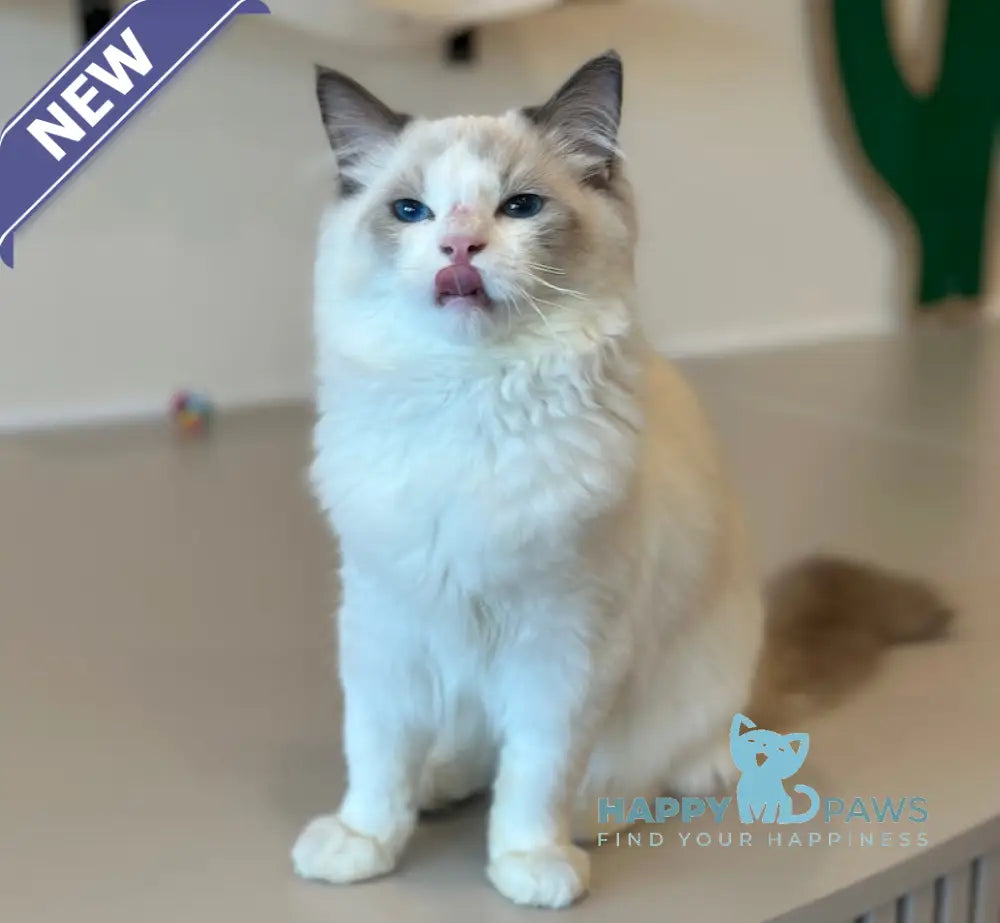 Jacob Ragdoll male blue bicolour live animals
