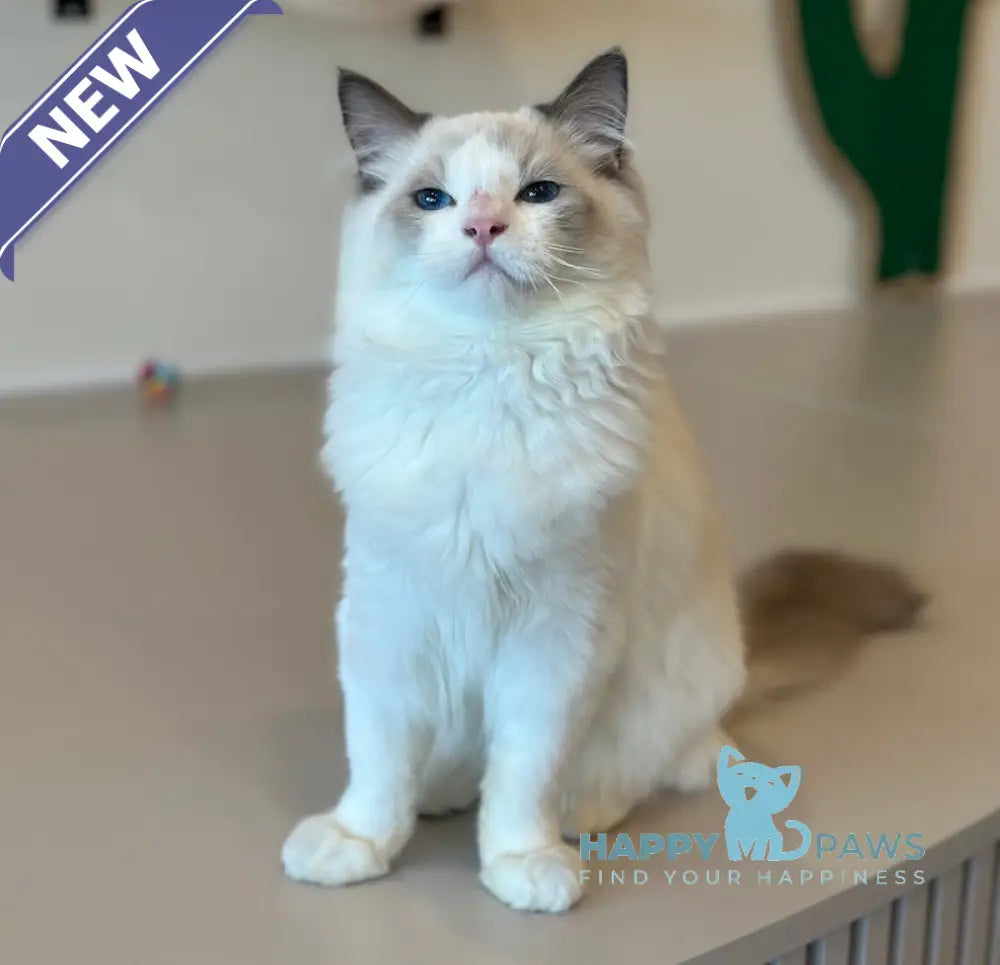 Jacob Ragdoll male blue bicolour live animals