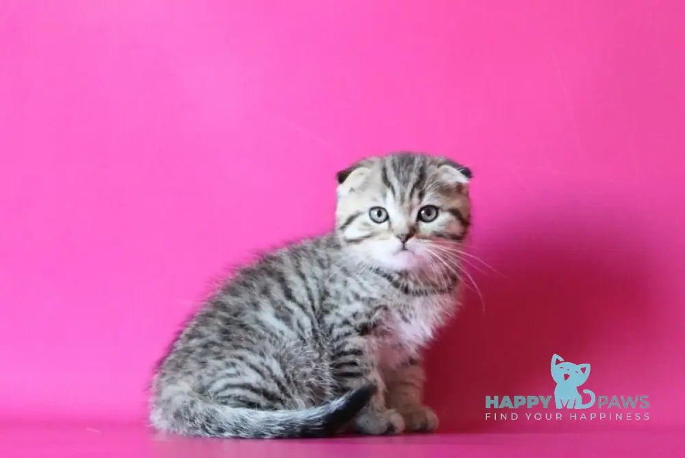 Jacob Scottish Fold male black spotted tabby live animals
