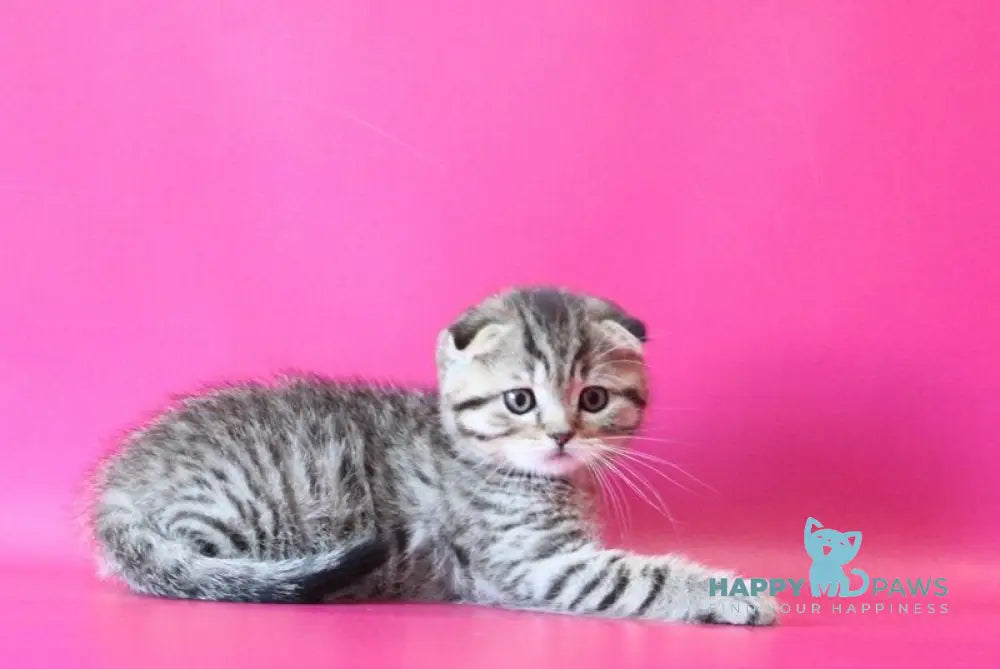 Jacob Scottish Fold male black spotted tabby live animals