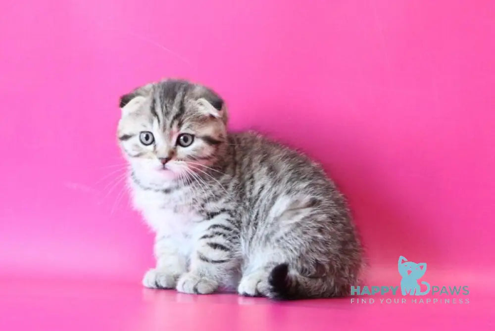 Jacob Scottish Fold male black spotted tabby live animals