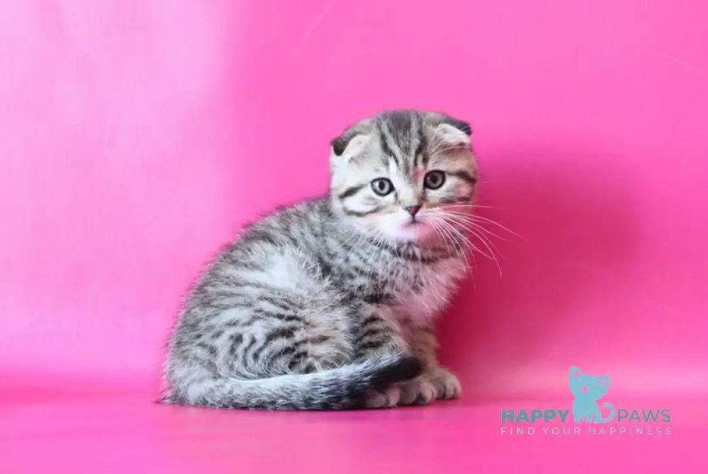 Jacob Scottish Fold male black spotted tabby live animals