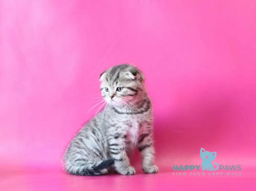 Jacob Scottish Fold male black spotted tabby live animals
