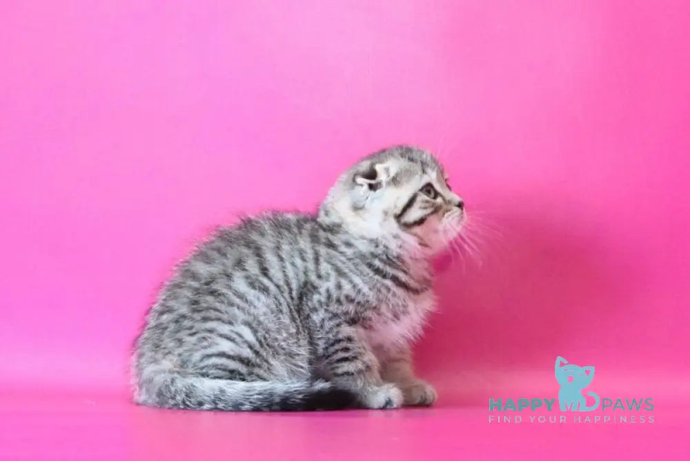 Jacob Scottish Fold male black spotted tabby live animals