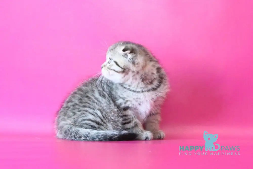 Jacob Scottish Fold male black spotted tabby live animals