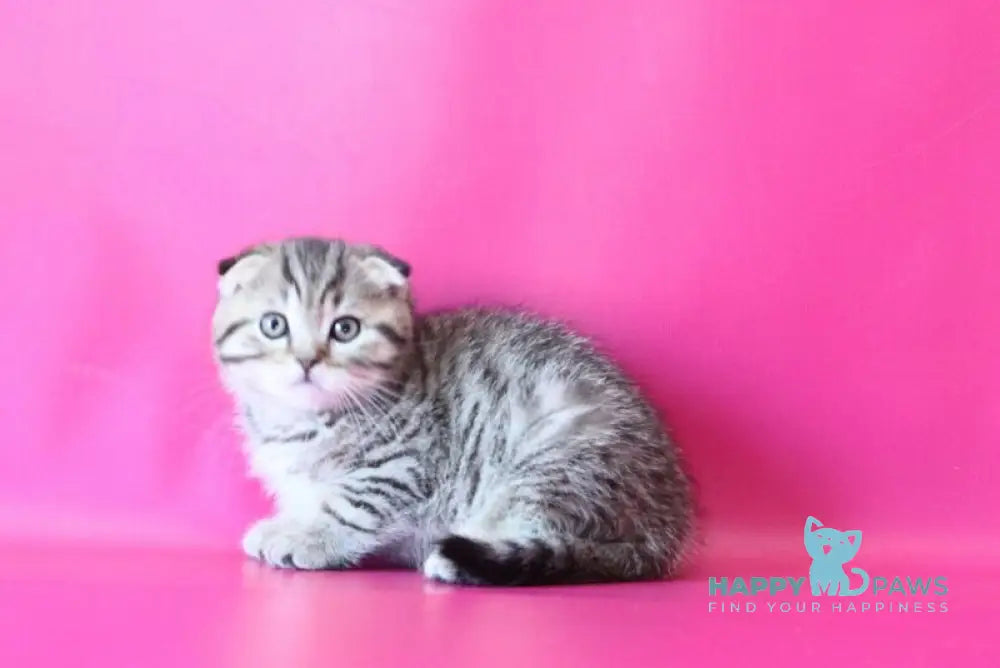 Jacob Scottish Fold male black spotted tabby live animals