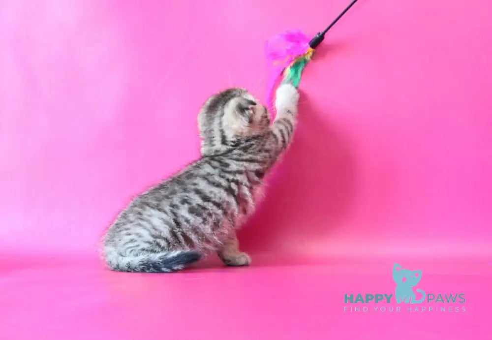 Jacob Scottish Fold male black spotted tabby live animals