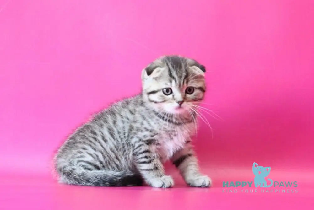 Jacob Scottish Fold male black spotted tabby live animals