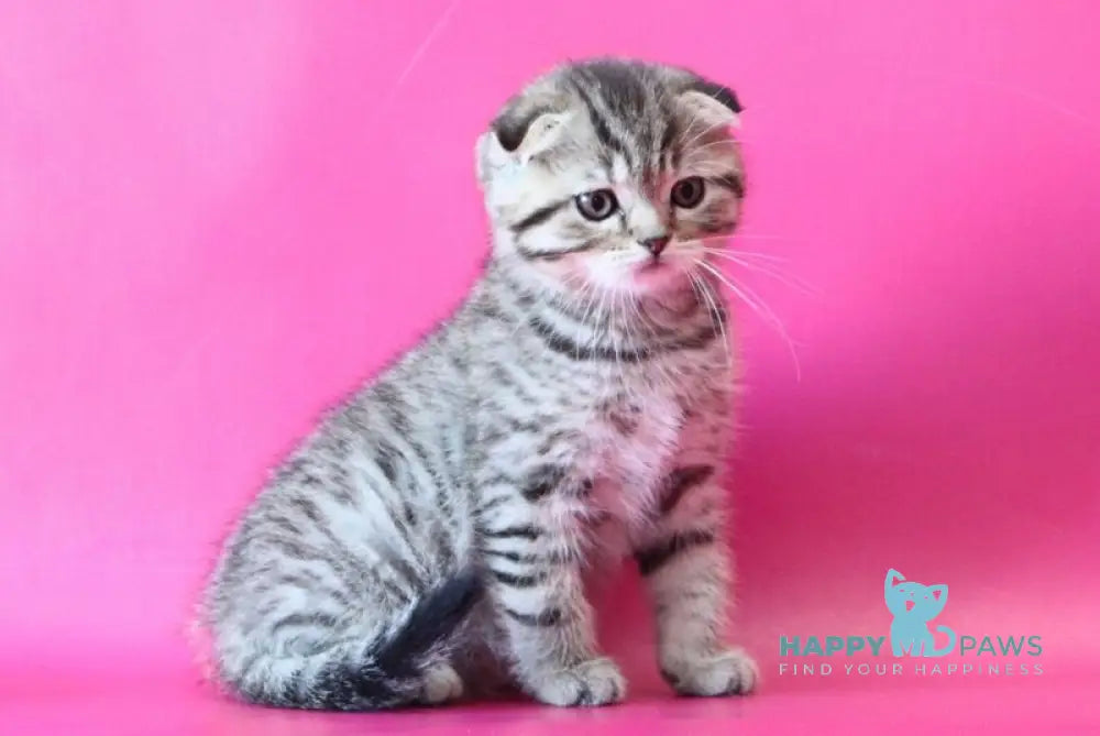 Jacob Scottish Fold male black spotted tabby live animals