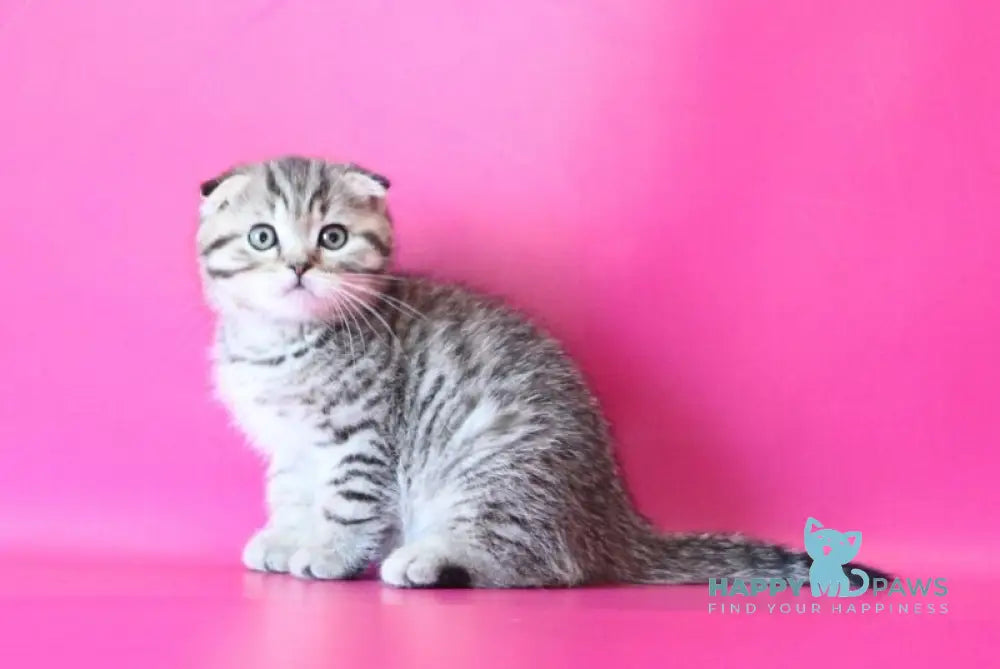 Jacob Scottish Fold male black spotted tabby live animals